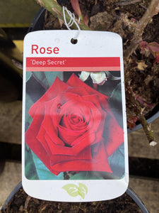 Rose “Deep Secret”