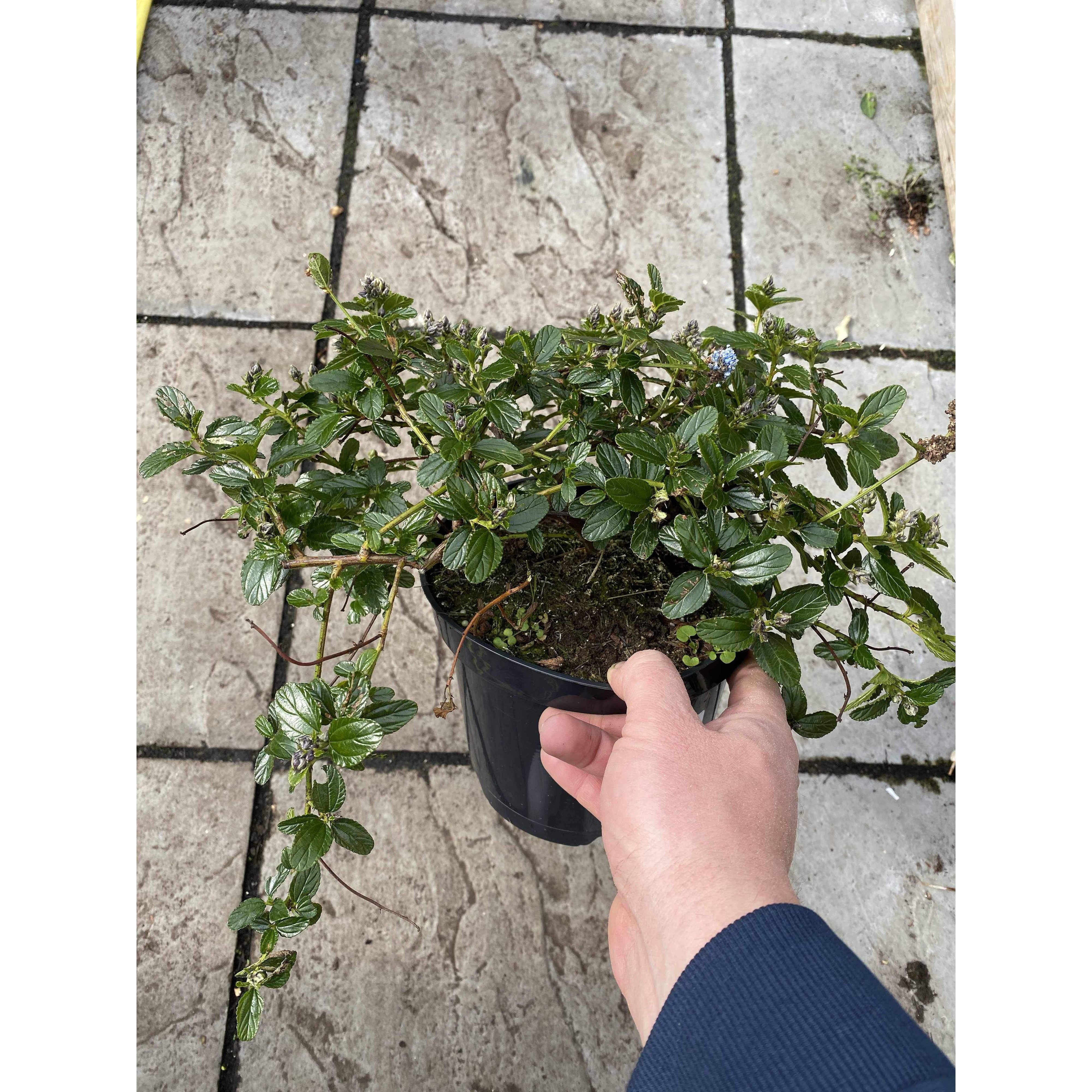 Ceanothus repens