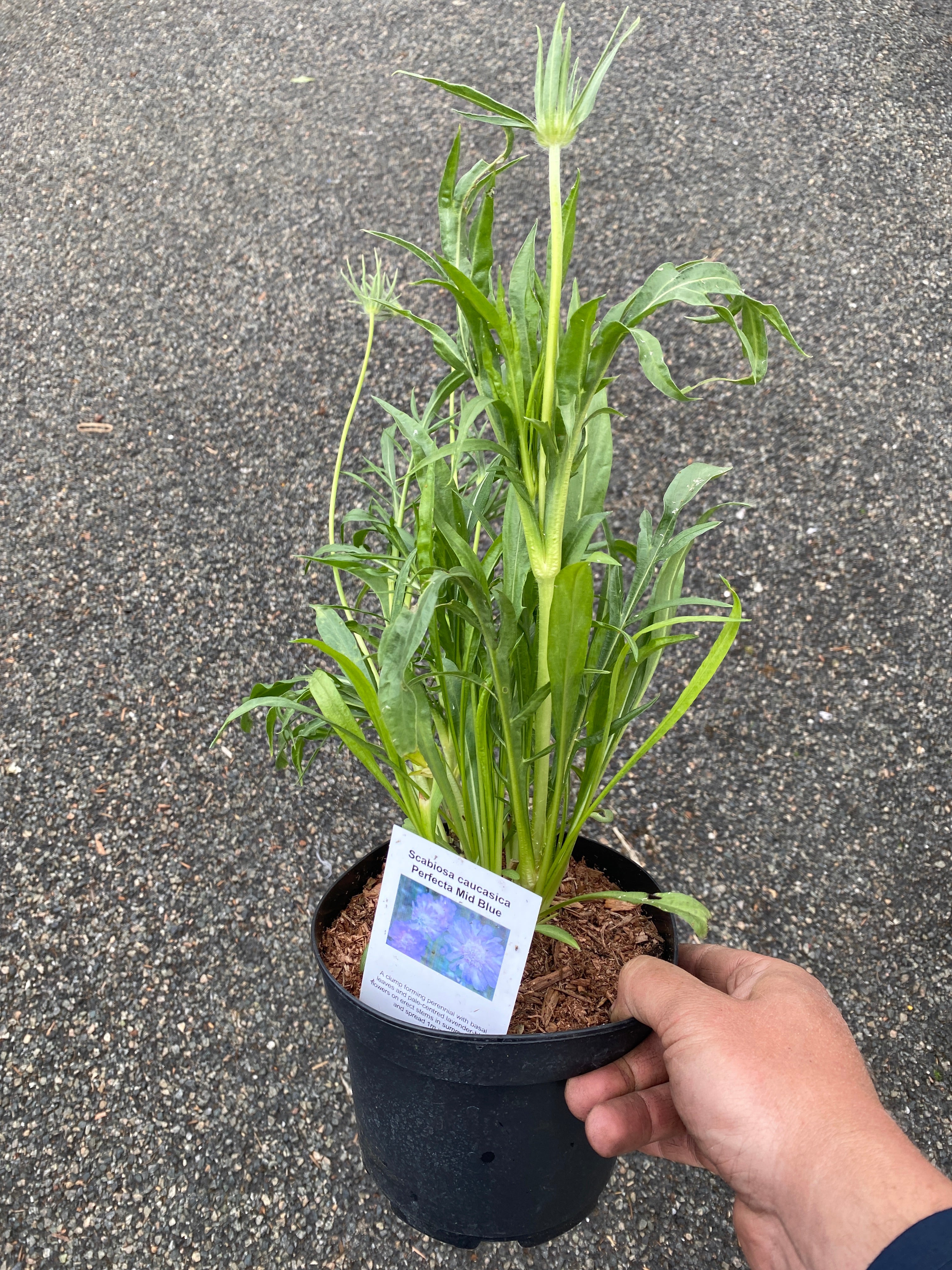 Scabiosa Prefecta Mid Blue