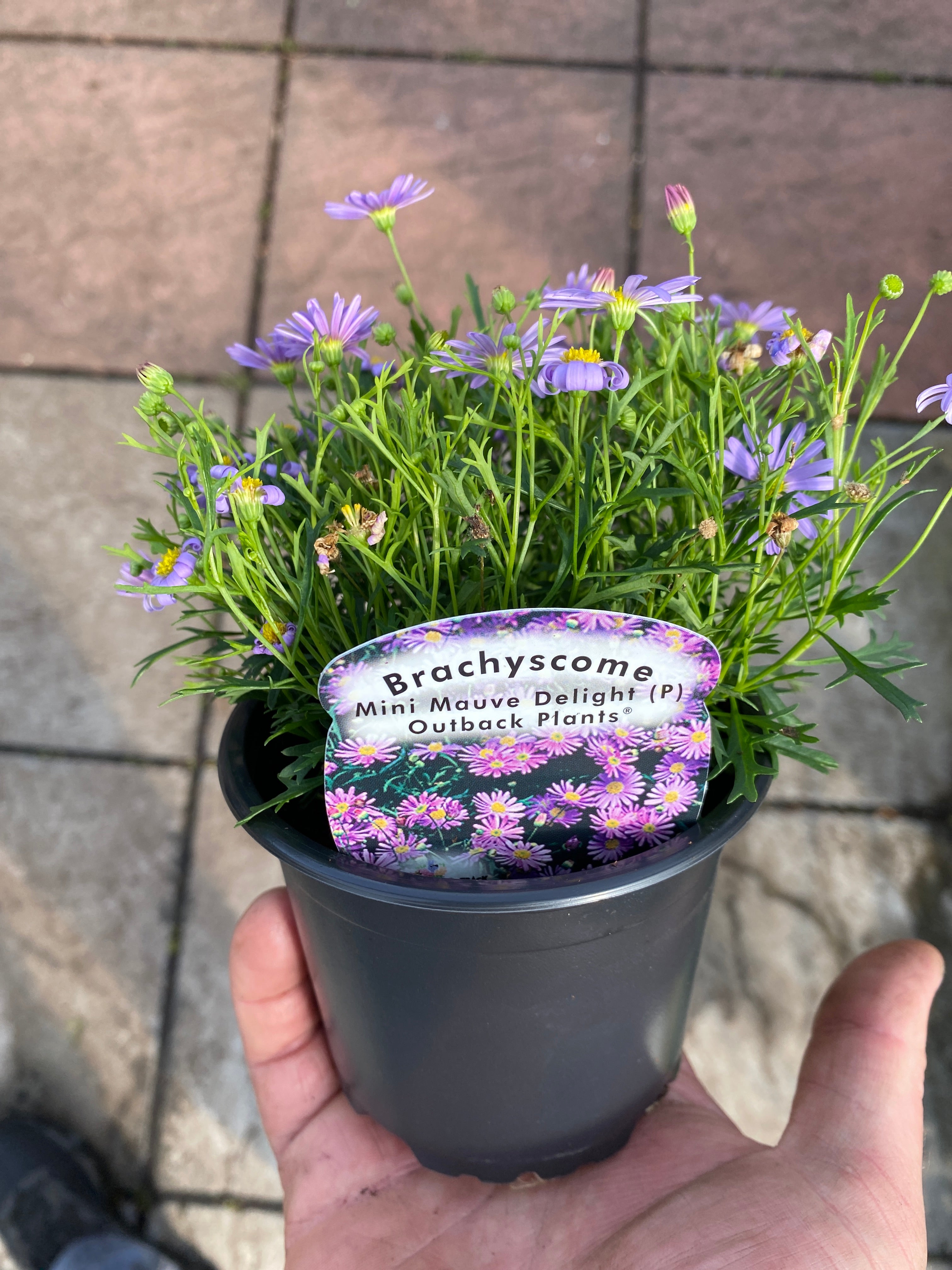 Brachyscome Mauve Delight