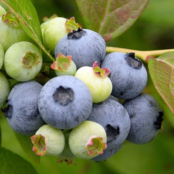 Blueberry Jersey