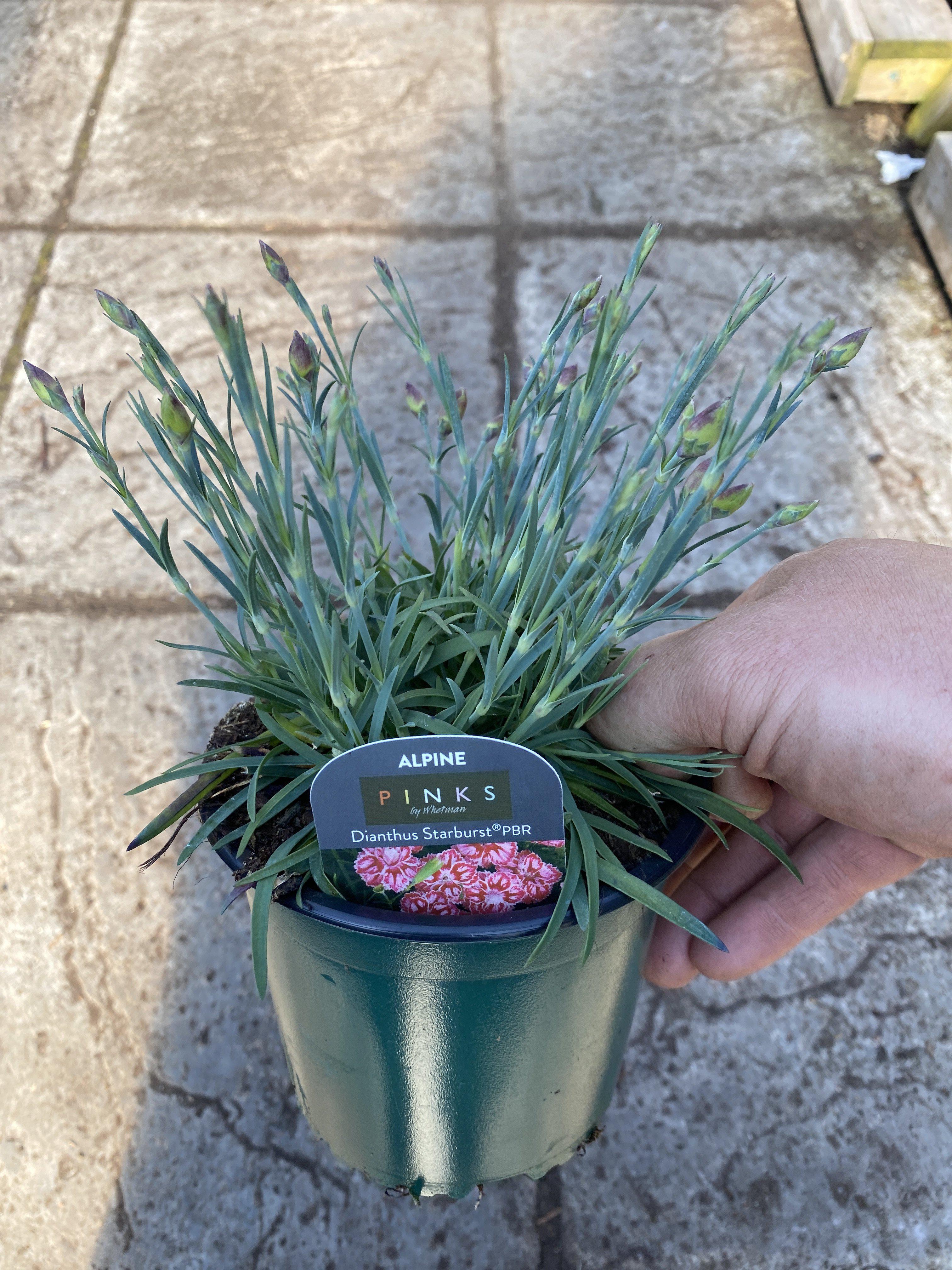 Dianthus Sugar Plum