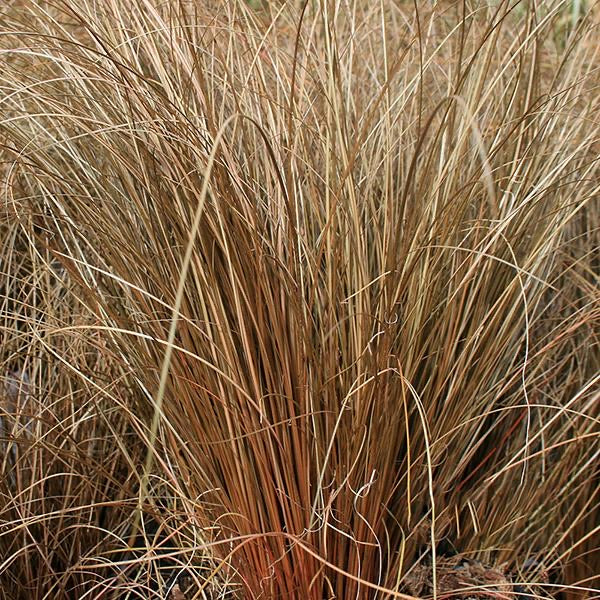 Carex “Bronze”