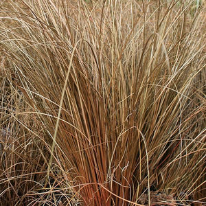 Carex “Bronze”