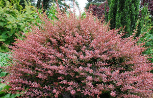 Berberis Rose Glow