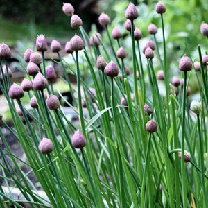 Chives