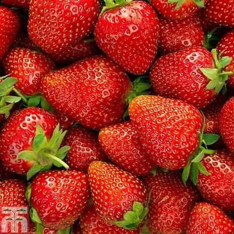 Strawberry “Cambridge Favourite”