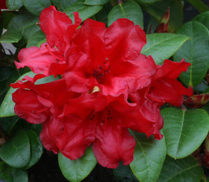 Rhododendron Scarlet Wonder 3L