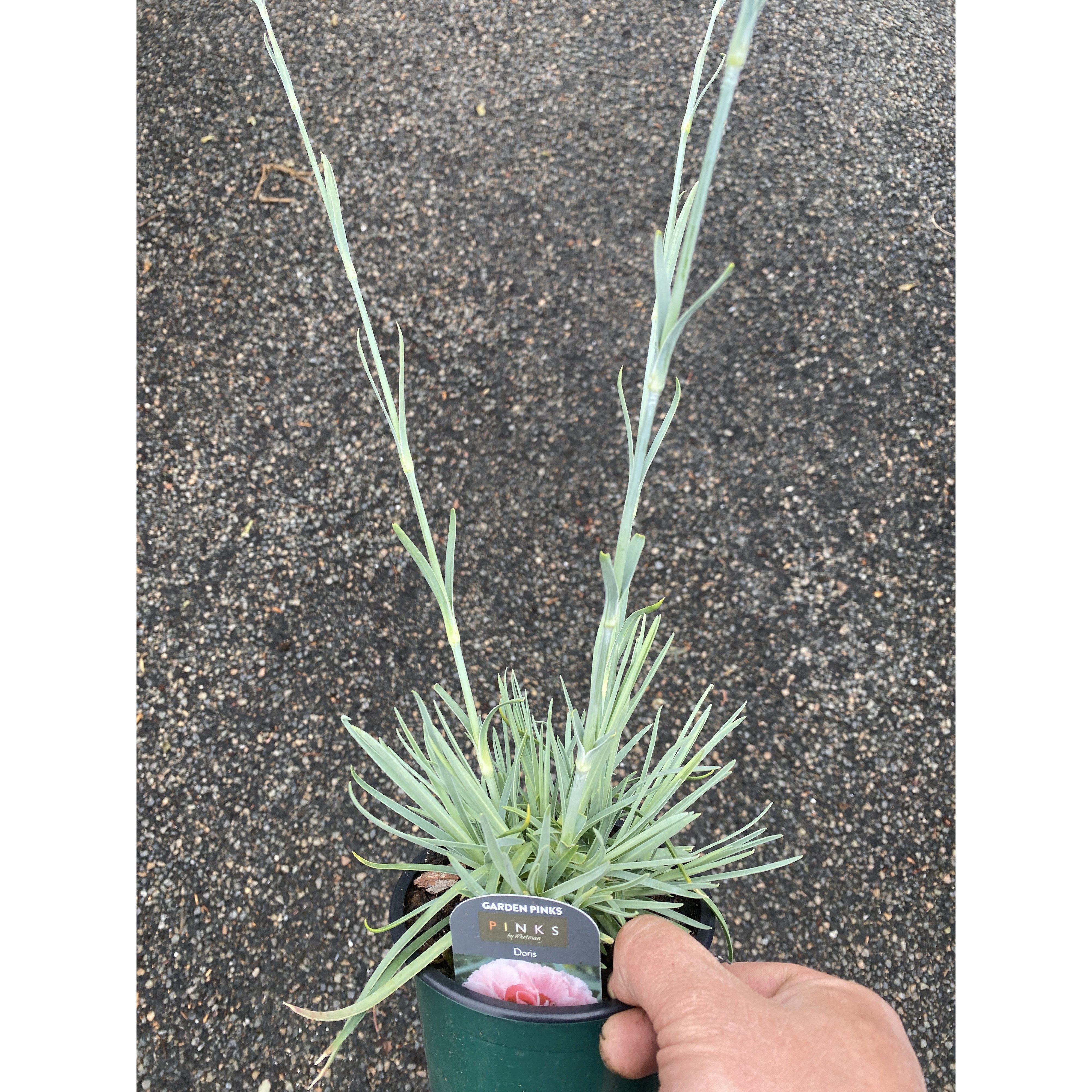 Dianthus Doris