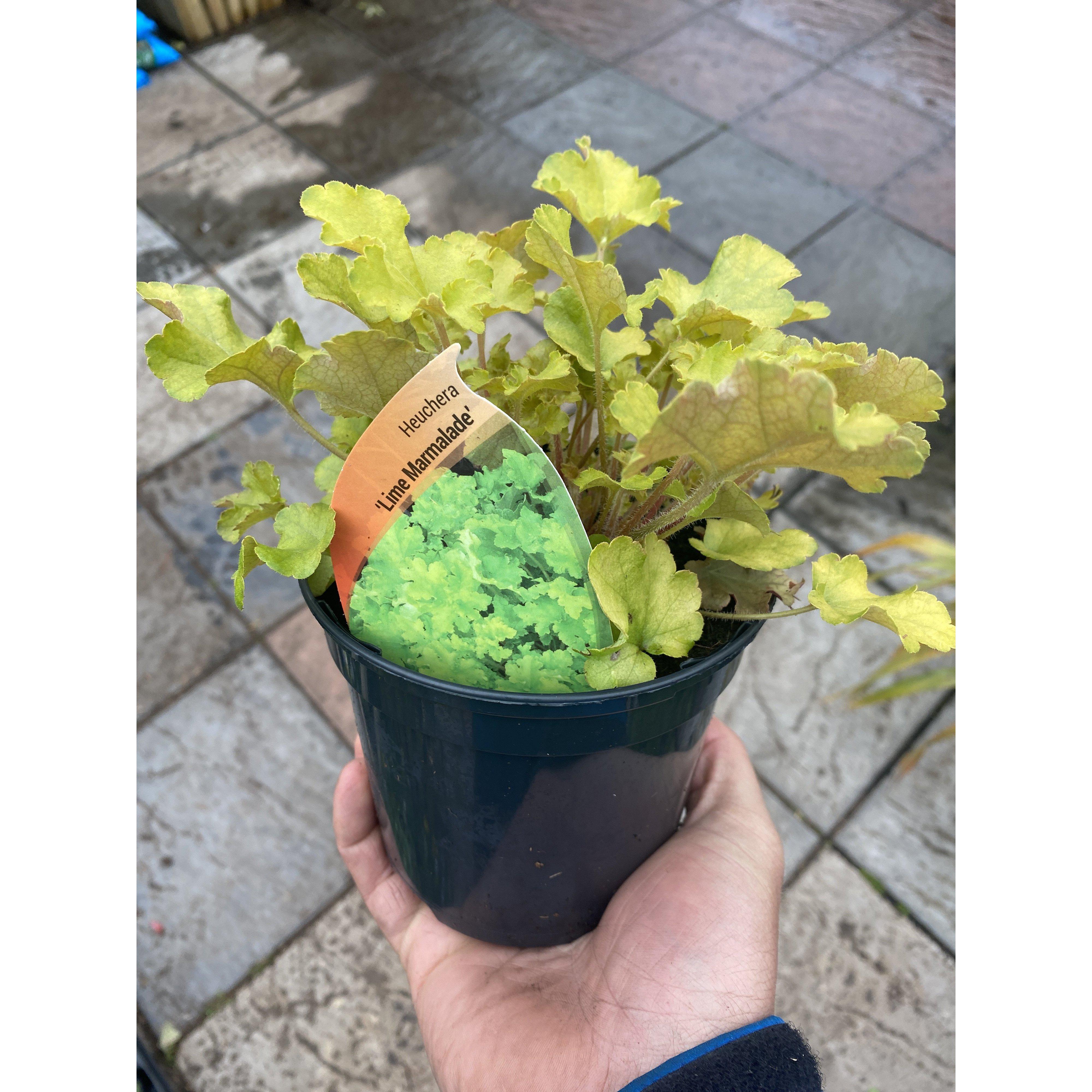 Heuchera Lime Marmalade