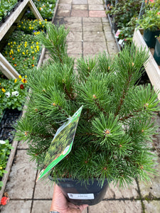 Pinus Mugo - Gnom