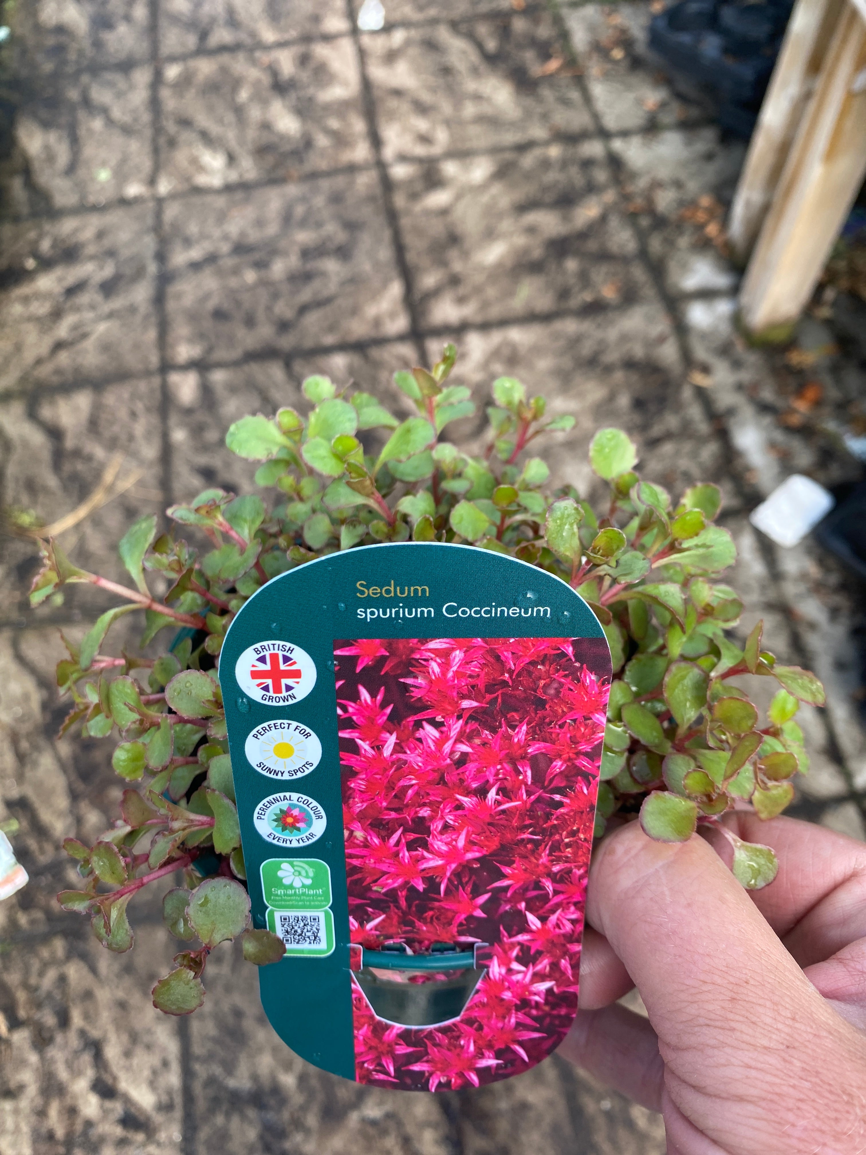 Sedum Coccineum