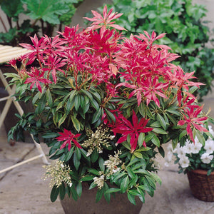 Pieris Forest Flame