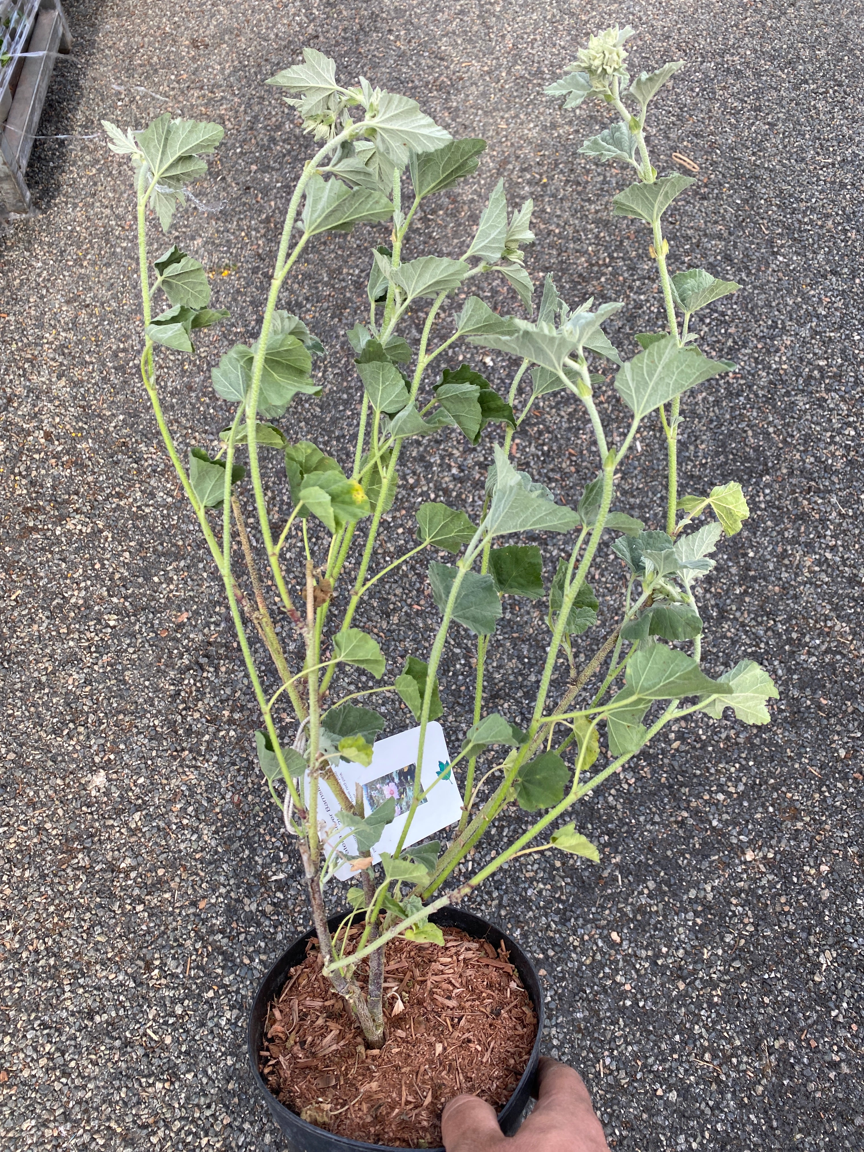Lavatera Silver Barnsley