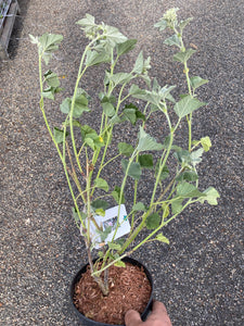 Lavatera Silver Barnsley