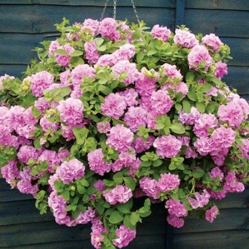 Trailing Petunia - Double Lilac