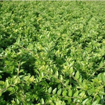 Lonicera Pileta