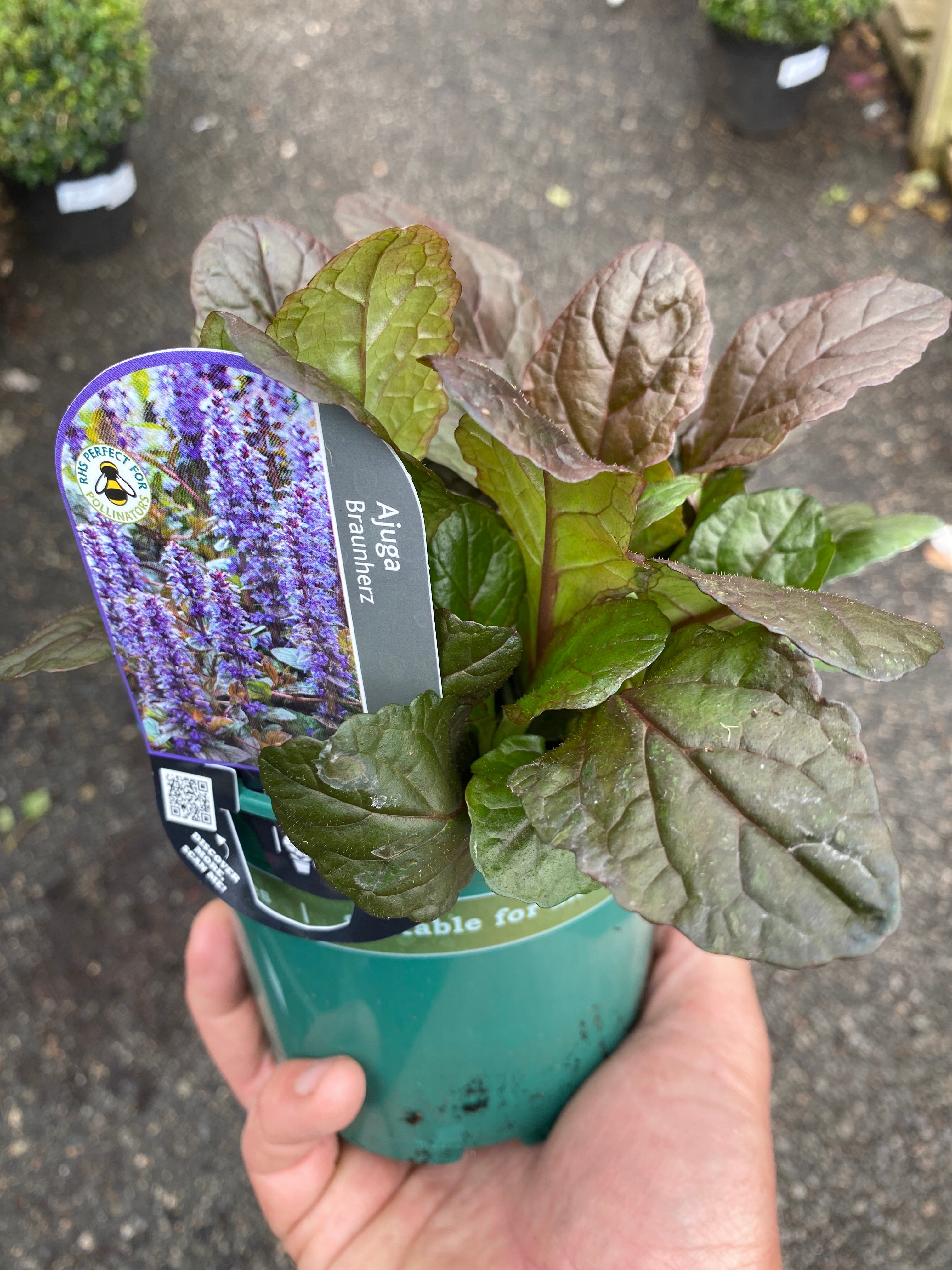 Ajuga Metillica Crispa