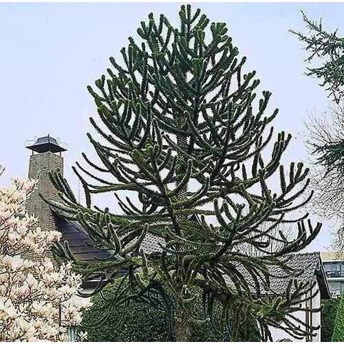 Monkey Puzzle Tree