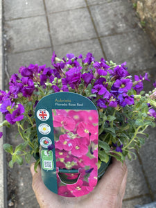 Aubretia Floroda Rose Red