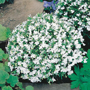 Lobelia Trailing White