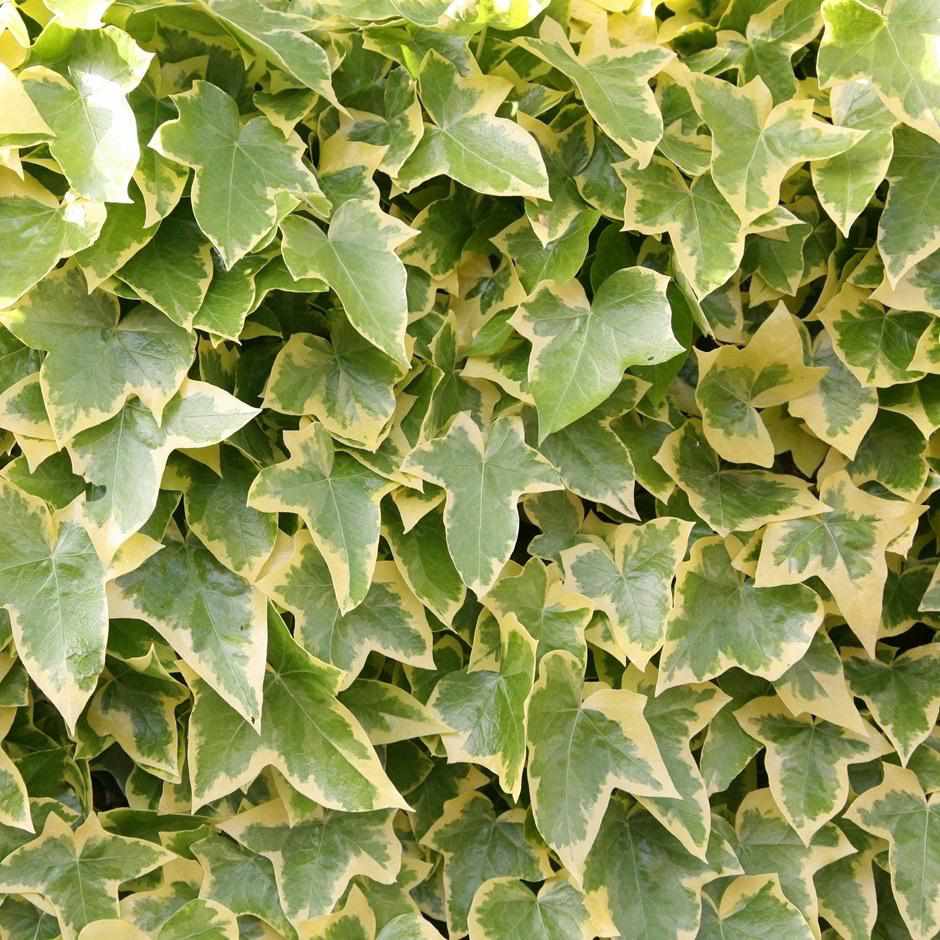 Ivy - Goldchild