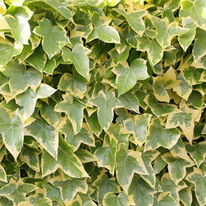 Ivy - Goldchild