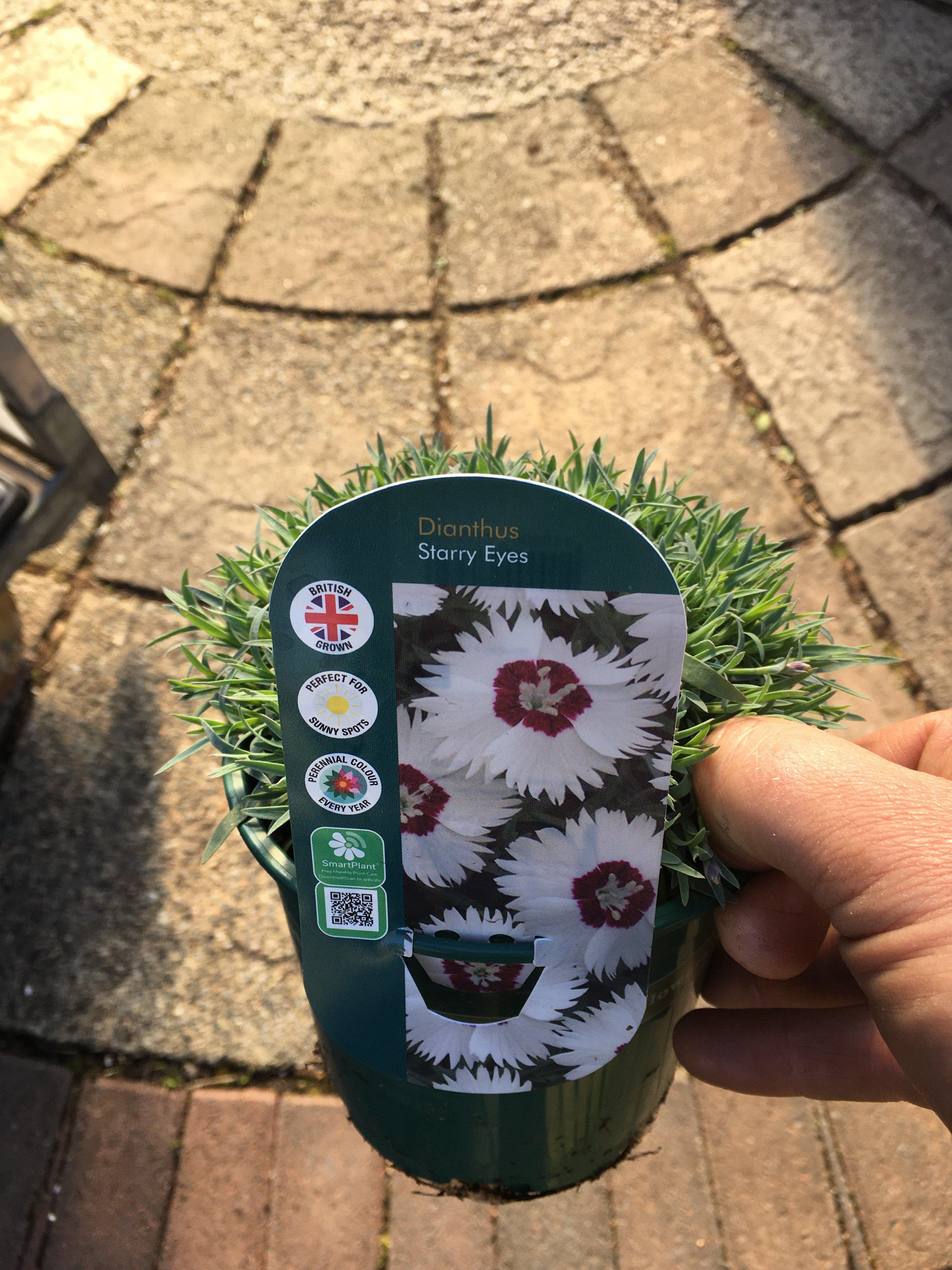 Dianthus Starry Eyes