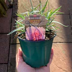 Dianthus Candyfloss