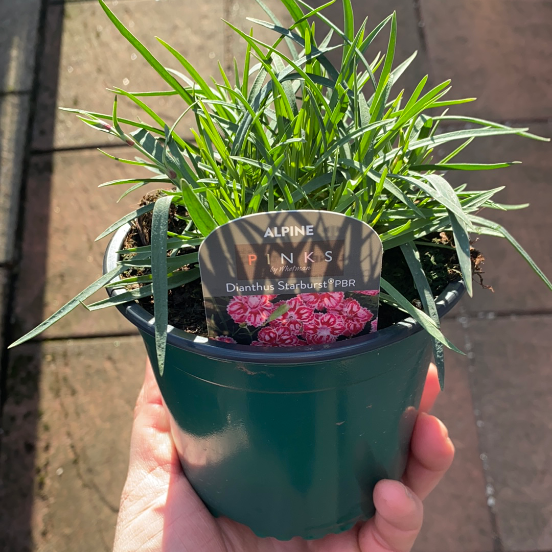 Dianthus Starburst