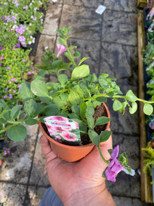 Trailing Petunia - Rose Vein