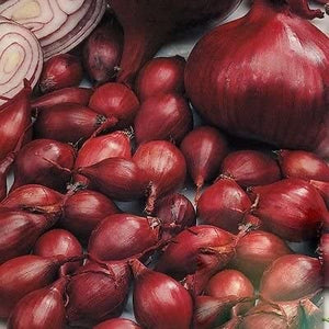 Onion Piroska Red