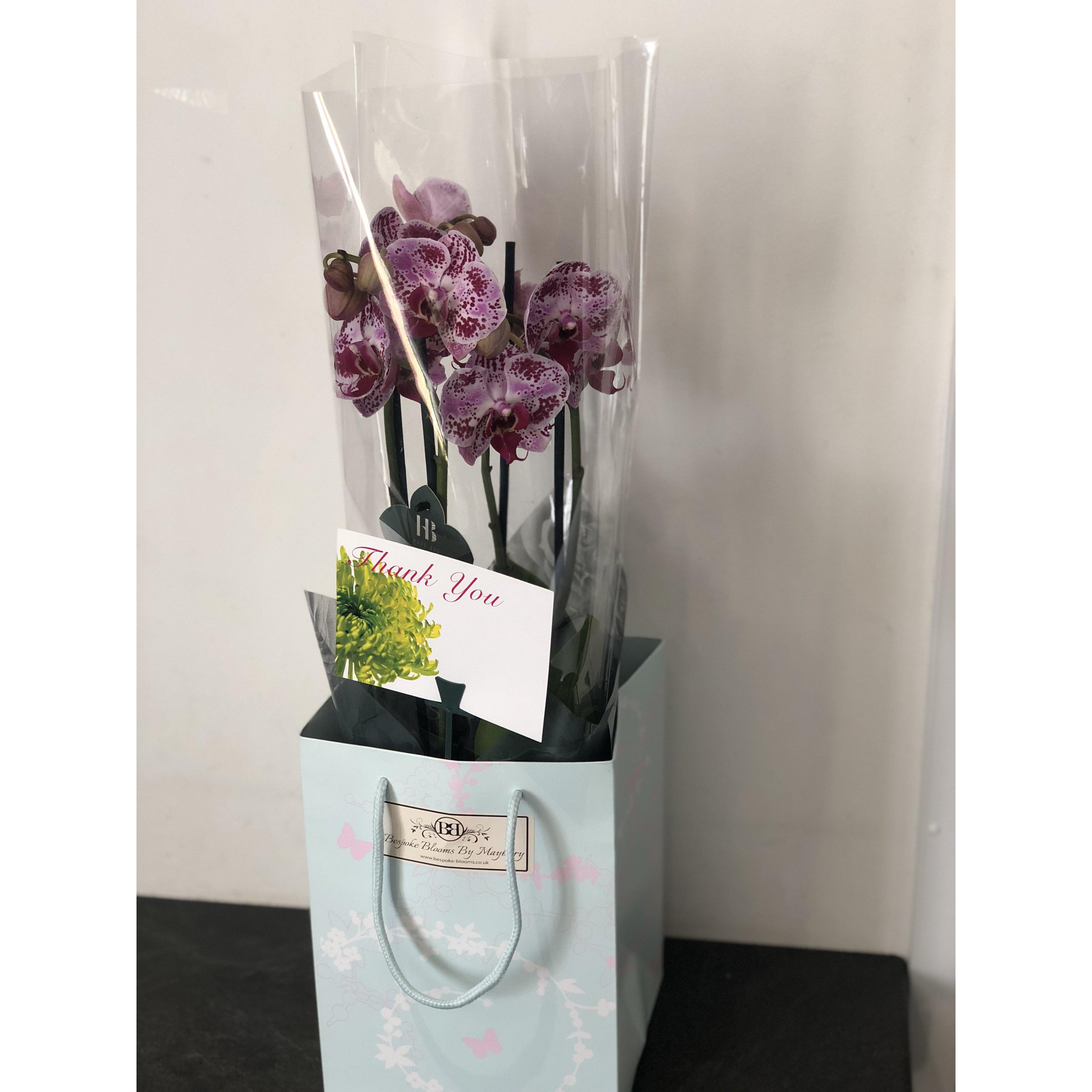 £15 Orchid