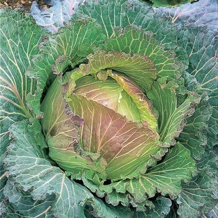 Cabbage January King