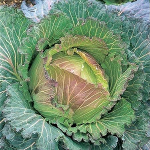 Cabbage January King
