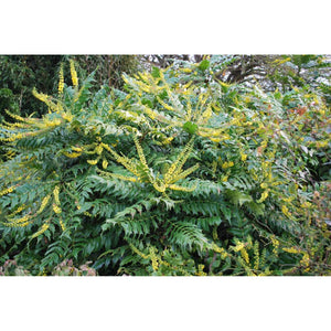 Mahonia Japonica