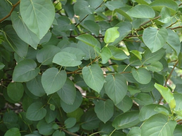 Italian Alder