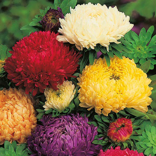 Aster Duchess Mixed
