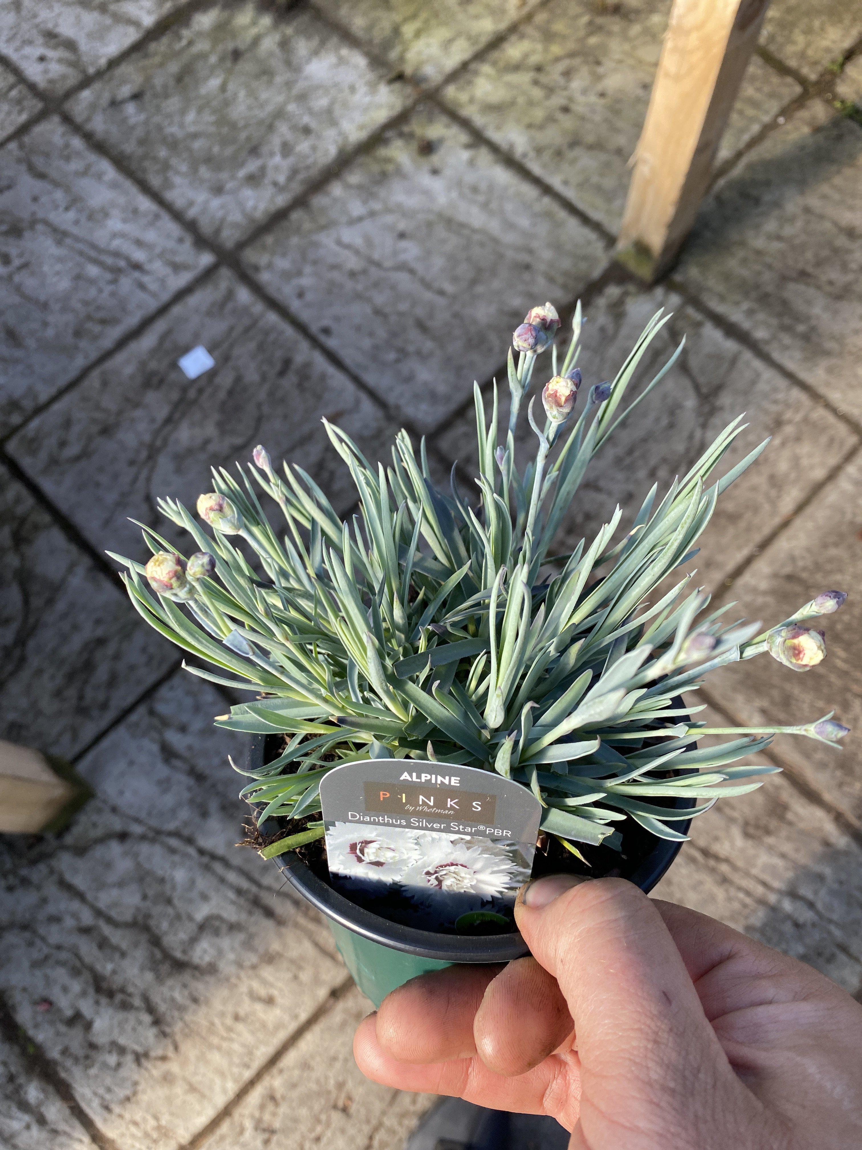 Dianthus Silver Star