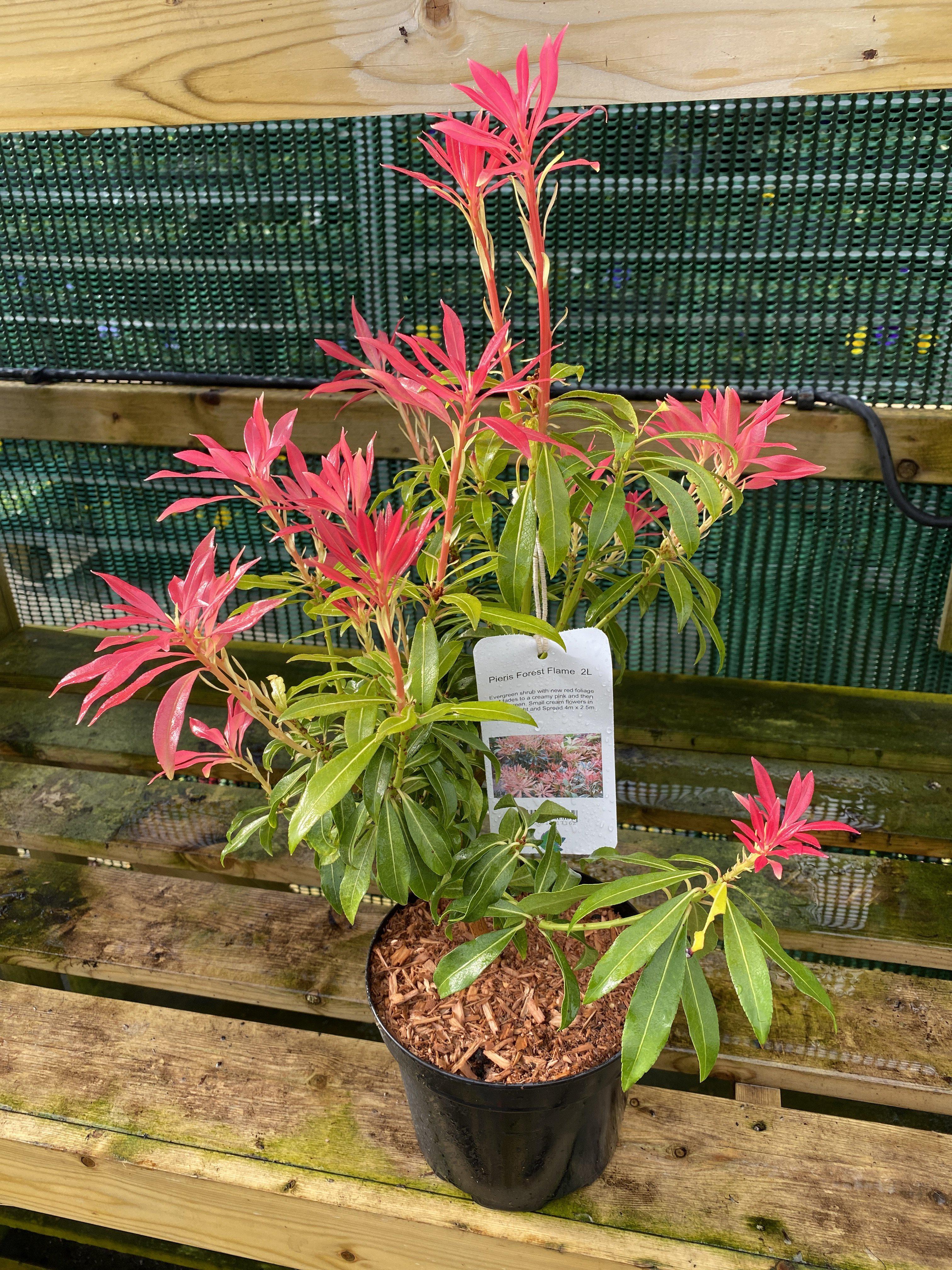 Pieris Forest Flame