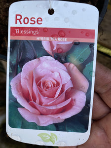 Rose “Blessings”