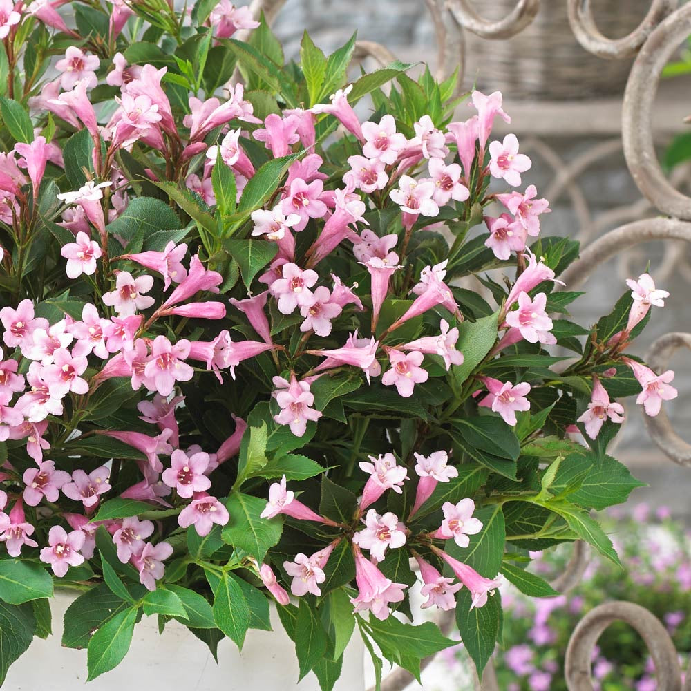 Weigela Pink Poppet