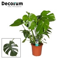Monstera Plant - Cheese Plant