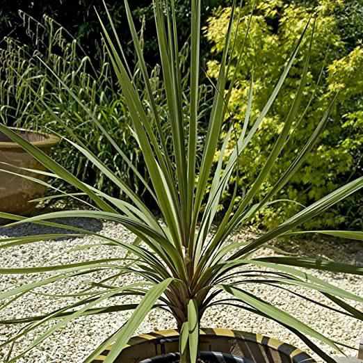 Cordyline Australis