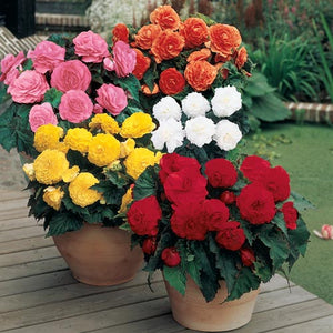 Non Stop Begonia - 4 Pack
