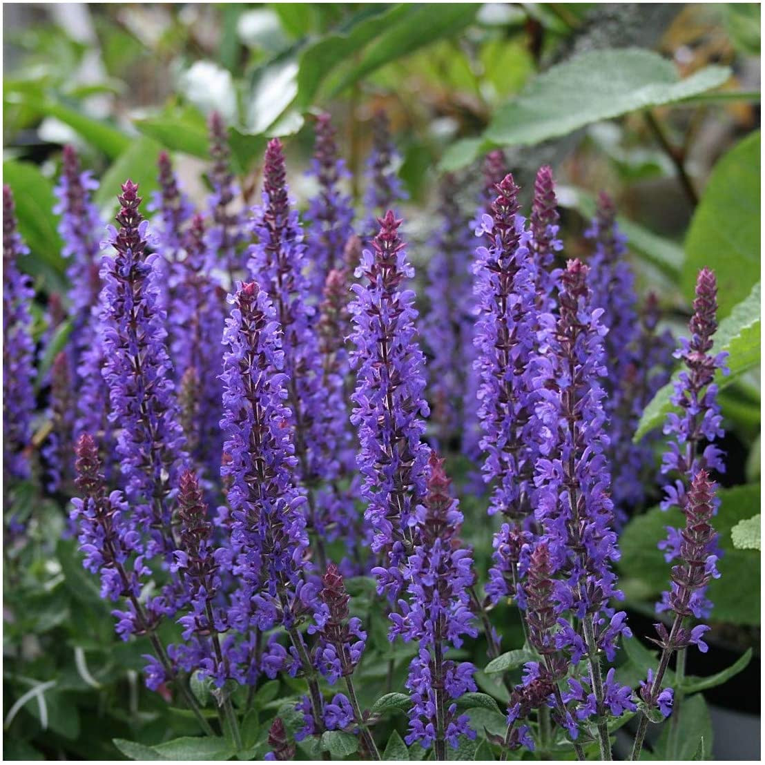 Salvia Sensation