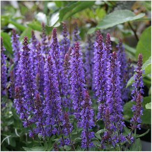 Salvia Sensation