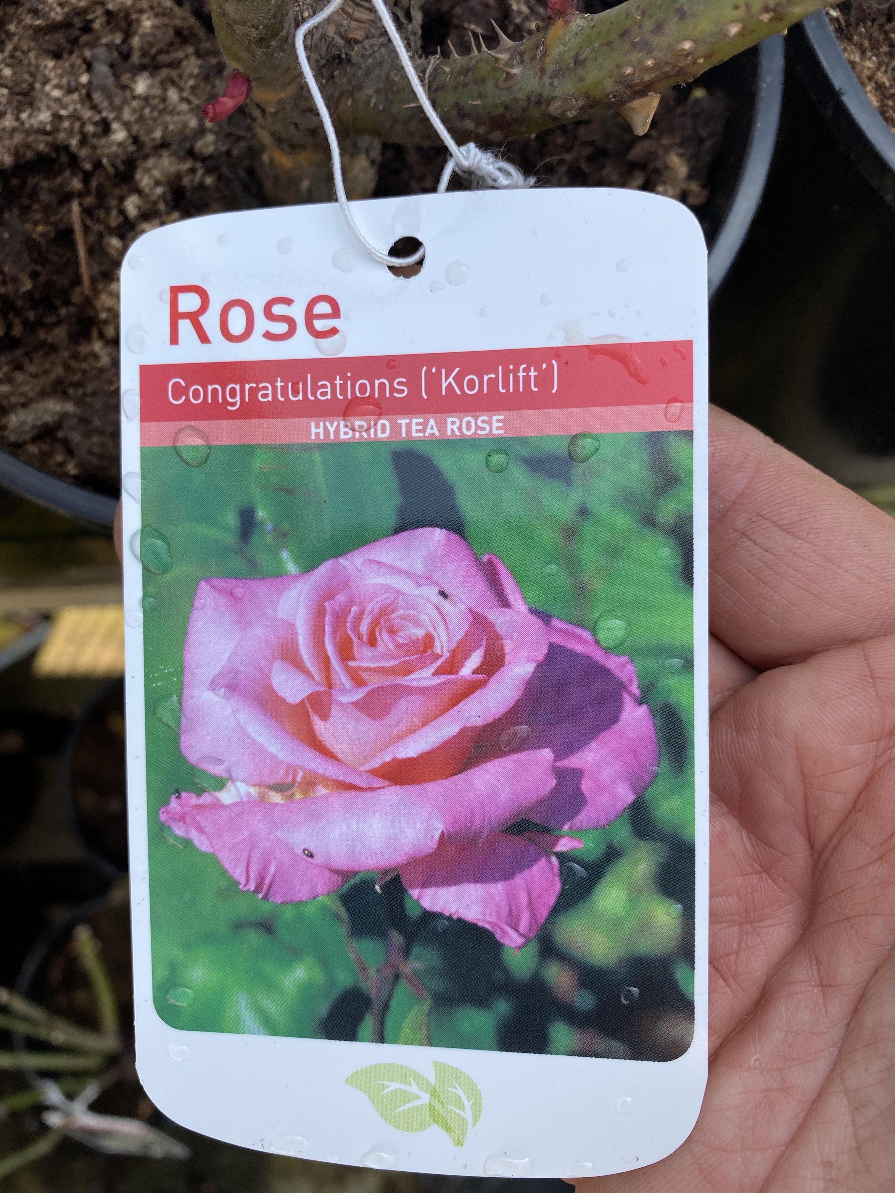Rose “Congratulations”