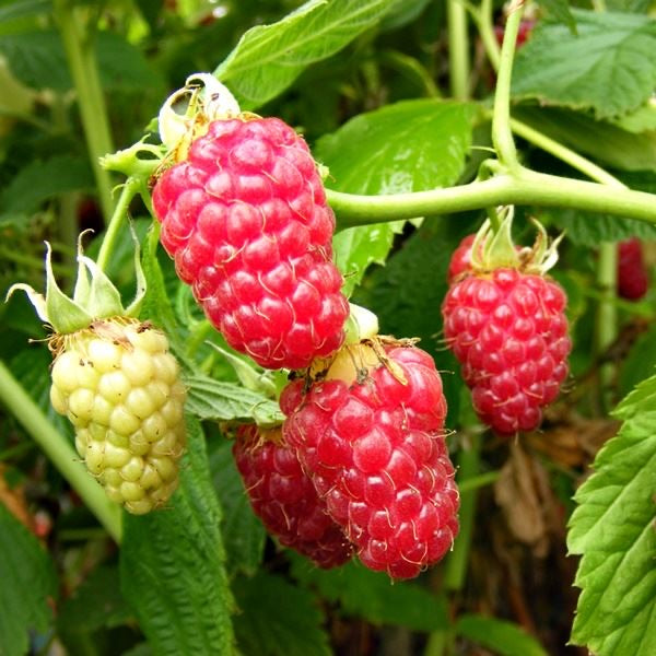 Raspberry Tulameen