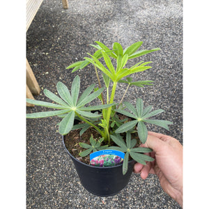 Lupin Gallery Mixed - 3L